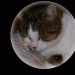 katze1_semi