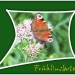 schmetterling_bearbeitet