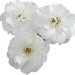 3weiserosen_chriase