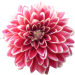 dalie_chriase