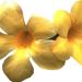 doppelblume_chriase