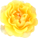 gelberose_chriase_getubt