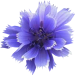 kornblume_chriase