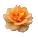 rose_chriase_getubt