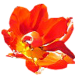 tulpe_chriase_getubt