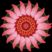 02_Blumen_4