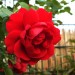 rote_rose
