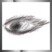 Auge