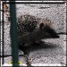 igel