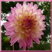 Dahlie 1