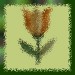 Gest Blume2