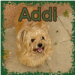 AAdolf