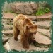 Baer