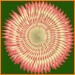 Gerbera