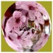Kirsche11