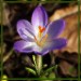 krokus1