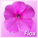 roterFlox