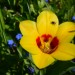 tulpe