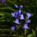 waldhyazinthe_1blau