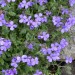 blaukissen_zugeschnitten