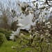 magnolie