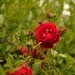 rose_foto_original