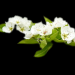 jasmin