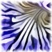 irisblau3