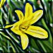 liliegelb3