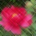 pfingsrose15
