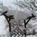 schnee