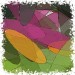 spinnenblume6