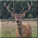 damhirsch