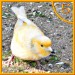 pieps