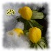 winterlinge