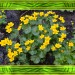 sumpfdotterblumen