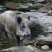 wildschwein