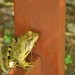 frosch