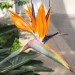 pillnitz2012 strelitzia