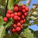 roteBeeren
