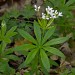 waldmeister
