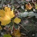 laub