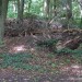 baumstumpf-5