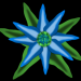 bluete1