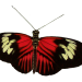 schmetterling1