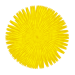 loewenzahn