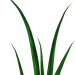 gras11
