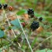brombeere 1