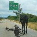 Pferd 2