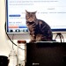 cat-gimphexe-01-ng